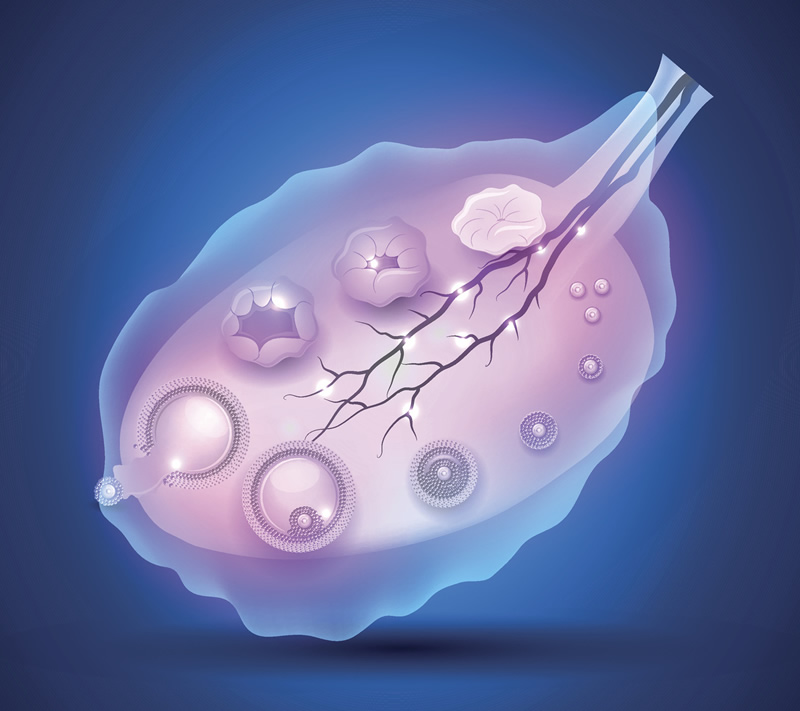 上海试管婴儿去医院挂什么科(上海试管婴儿要预约吗)